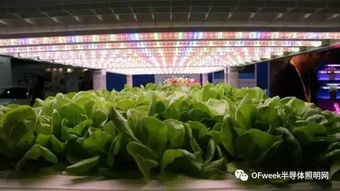 臺北光電周觀察 植物工廠產(chǎn)業(yè)生機(jī)勃勃
